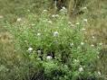 <b>Chromolaena</b> odorata (Jack in