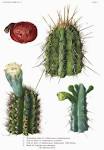 File:The <b>Cactaceae</b> Vol II,
