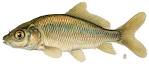Carp Cyprinus carpio