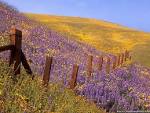 Wildflowers - Flower wallpapers - Crazy Frankenstein