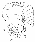 Raccoon coloring page