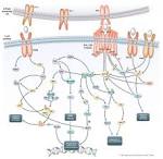 TCell-new_v3-01 - via Daymix