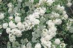 File:<b>Spiraea</b> vanhouttei