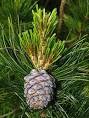 Siberian Pine - Wikipedia, the free encyclopedia