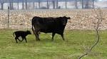 A little cow vocabulary | AgriCultured
