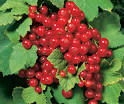 Currant, 'Red Lake' - De Groot, Inc.