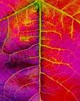 File:Up close with a California autumn leaf.jpg - Wikimedia Commons