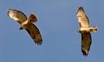 Colorado Red-Tailed Hawk - WOW!