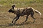 IUCN Red List, - via Daymix