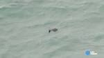 Reports: Sonar locates wreckage of AirAsia Flight 8501