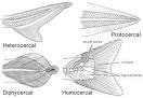 FISH LAB