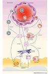 in <b>rheumatoid arthritis</b>