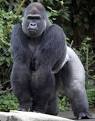 Congo arrests ranger over gorilla killings