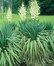 <b>Yucca</b>