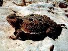 Horned Toads (Short-Horned Lizards), Horned Toad (Short-Horned ...