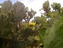 Panoramio - Photo of flor de palma e o oceano