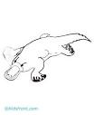 Platypus coloring page