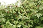 FRAMBOISIER : planter et tailler des framboisiers
