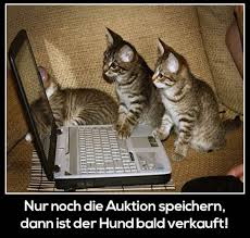 Bildergebnis für lustige katzenbilder mit sprüchen