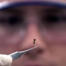 Researchers identify molecular mechanism responsible for making.