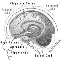 When marijuana is smoked, its active ingredient THC travels throughout the 