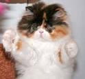 Persian Kittens Collections Best Cat Breeds   Popular cat breed