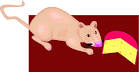Diet of fancy rat