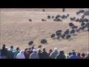 Thousands to gather for annual buffalo roundup - Wire National ...