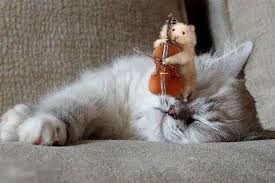 Bildergebnis für lustige katzenbilder mit sprüchen