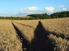 The tramlines and the bridleway to Catmore create dark shadows in the wheat. - via Daymix