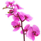 realistic orchid flower red rose 3d model