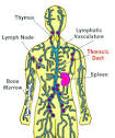 <b>Thoracic Duct</b>