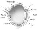 Diagram of the Eye [NEI Health Information]