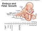 <b>Embryo</b> and <b>Fetal Growth</b>