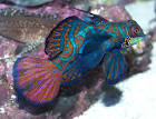 Mandarinfish, Synchiropus splendidus