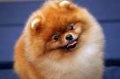 The WESTMINSTER KENNEL CLUB DOG SHOW - Photo Essays - TIME