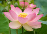 Tập tin:Nelumno nucifera open - via Daymix