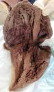 Biology 119 - HEART DISSECTION PHOTOS