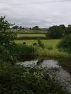 Three different habitats. Pond, field cut for silage and allotments on edge - via Daymix