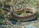 Red Diamond Rattlesnake, Crotalus ruber