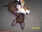 Chiweenie Information, Pictures, Reviews and Q&A | GreatDogSite.