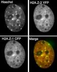 Fluorescence microscopy of H2A