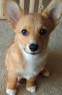 I'd say she's pretty fox-like, wouldn't you? Another adorable (corgi!