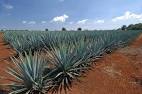 In the Company of Plants and Rocks: Taxonomy of Agaves and Vino-
