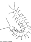 Centipede coloring page
