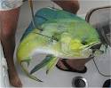 Photos of Dolphin Fish, Mahi | Fishing for Mahi Mahi | Cooking Mahi