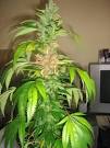 heat stress in marijuana plants