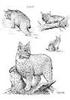 Bobcat coloring page