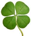 The Lucky Four Leaf Clover: Celtic Christianity at its best.