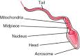 <b>Acrosome</b> of a spermatozoon.